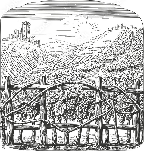 Grapevines with ripe grape clusters on rustic wooden fence under sunny sky in hilly vineyard landscape