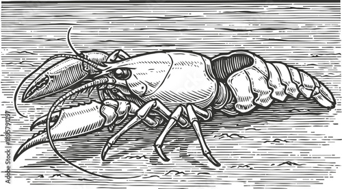 Detailed black and white engraving of a lobster crustacean with claws and segmented body