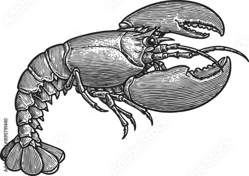 Detailed ink drawing of a lobster with claws and segmented tail in vintage