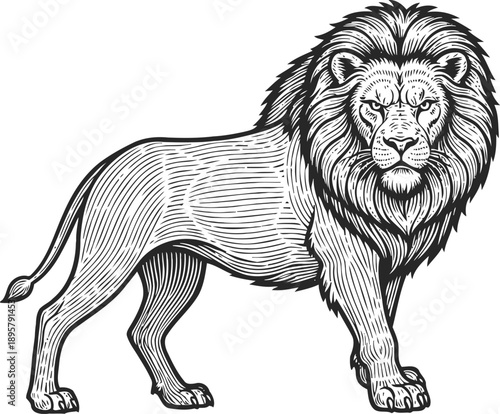 Lion standing side view with detailed mane and fierce expression illustration