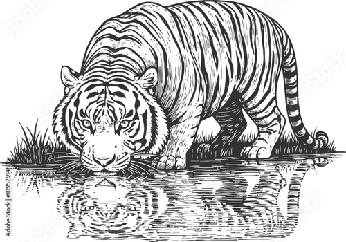 Majestic tiger drinking water from a pond wildlife animal with reflection in natural habitat illustration