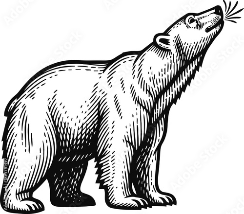 black and white illustration of a standing bear sniffing air with detailed fur texture