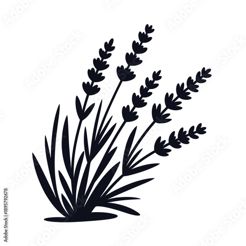 Simple illustration of lavender sprigs with long slender green leaves