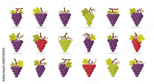 Grapes assortment vector illustration set