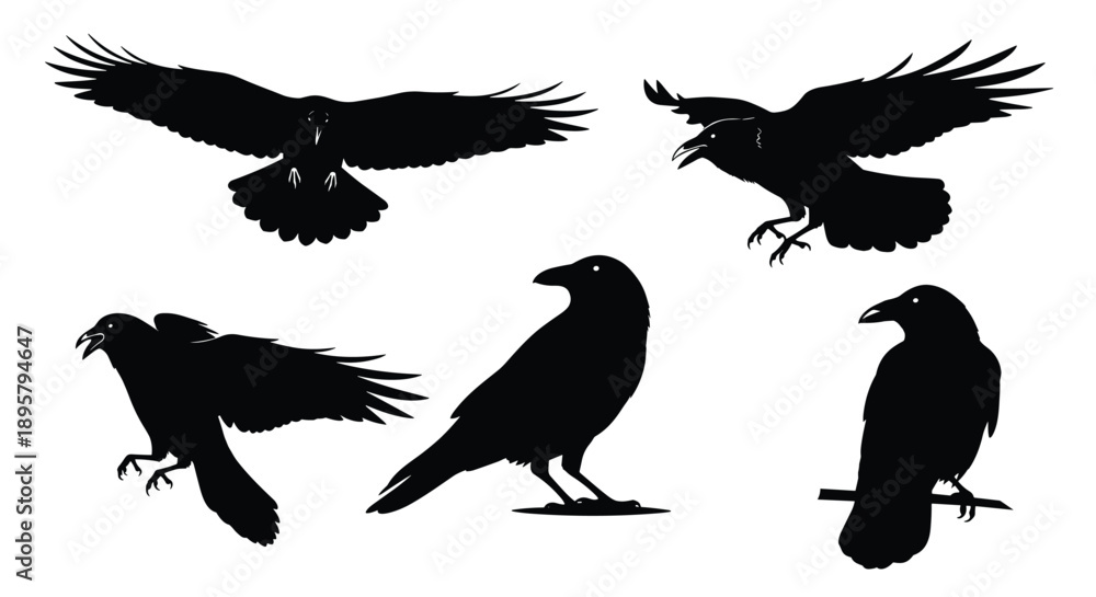 Obraz premium Multiple black silhouettes of ravens or crows in various positions including flying, perched, and calling out on a white background.