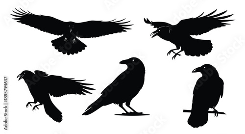 Multiple black silhouettes of ravens or crows in various positions including flying, perched, and calling out on a white background.
