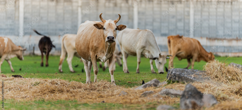 Obraz premium Brown cow standing in grassy field with grazing herd, rural farm scene with hay and fence, calm pastoral atmosphere