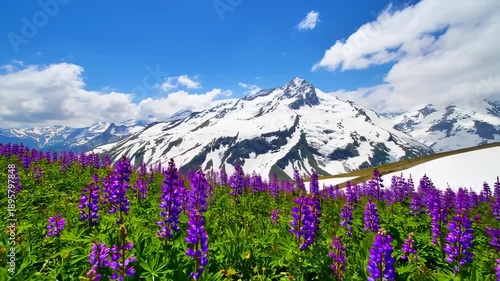 Wallpaper Mural Majestic Alpine Lupines & Snowy Peaks - Stunning Mountain Scenery Torontodigital.ca