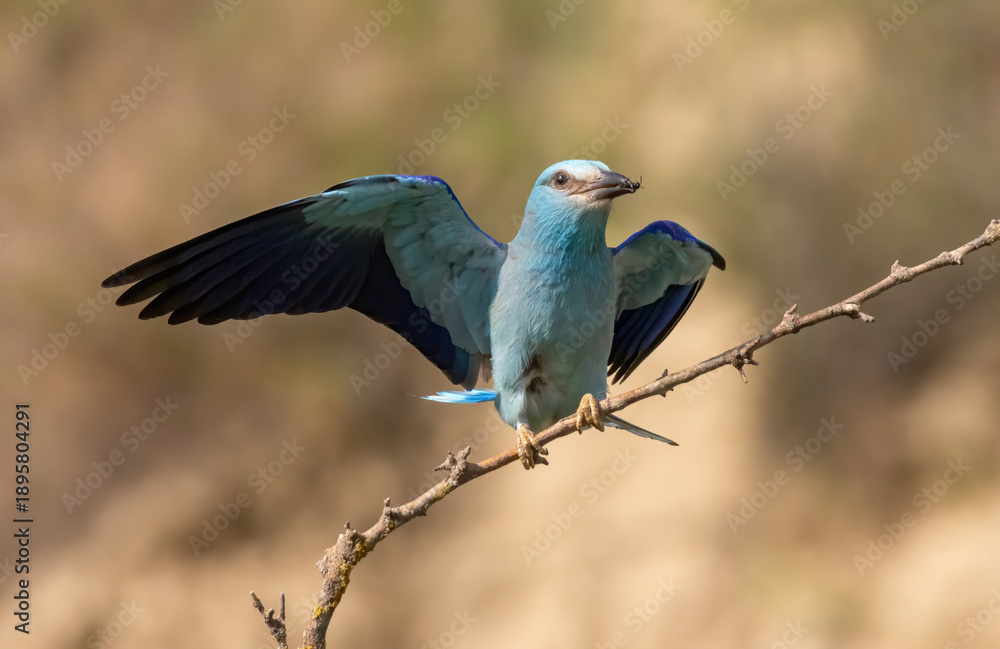 Obraz premium European roller (Coracias garrulus) sitting on a branch