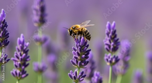 Bee on Lavender Flower - A Close-Up of Natures Beauty.