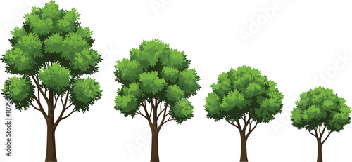 Green leafy trees in different sizes showing growth stages, natural forest vegetation illustration set for landscape design, ecology concepts, environmental graphics, and botanical artwork