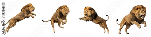 Φωτογραφία Majestic African Lion Pouncing and Leaping Actions Isolated on White for Wildlif