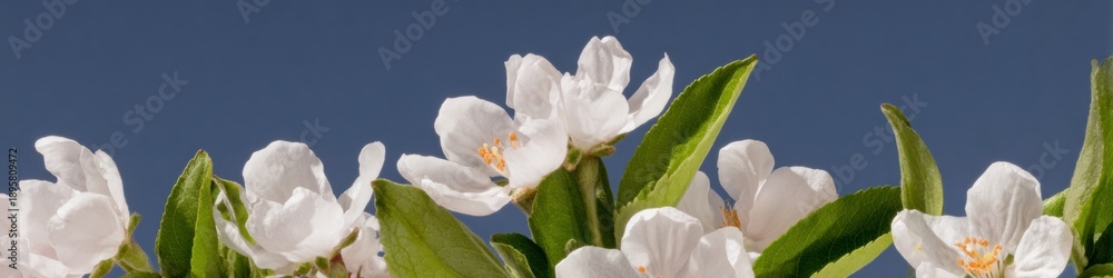 Obraz premium Cherry blossoms in full bloom against a clear blue sky for spring travel promotion and seasonal landscape advertising with botanical details and copy space background