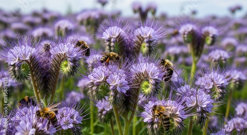 Bees pollinating vibrant purple phacelia flowers in a field.