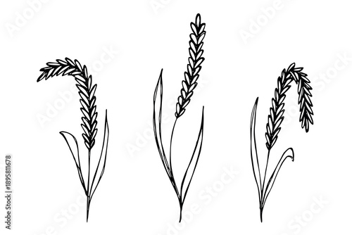 Set of hand drawn cereal wheat oat rye barley rice ears spikelet clipart Organic wheat bread agriculture farming harvest healthy food Single element for design print packaging label decor