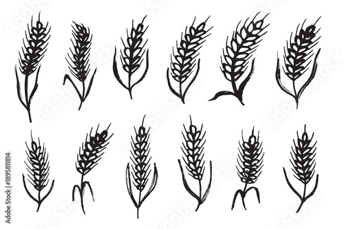 Set of hand drawn cereal wheat oat rye barley rice ears spikelet clipart Organic wheat bread agriculture farming harvest healthy food Single element for design print packaging label decor