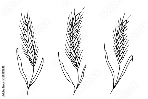 Set of hand drawn cereal wheat oat rye barley rice ears spikelet clipart Organic wheat bread agriculture farming harvest healthy food Single element for design print packaging label decor