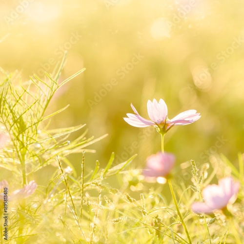 草原で眩しい夕日に照らされ透き通って輝くピンクのコスモスと野草。自然風景。正方形比率。コピースペース