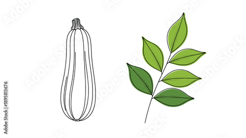 Line drawing of a fresh zucchini next to a branch with green leaves shows healthy organic vegetables and plant growth on white.