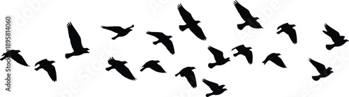 Flock of flying bird silhouettes isolated on white background vector illustration set for wildlife and nature design projects