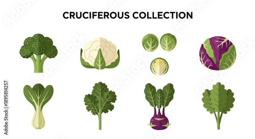 Flat graphic icons of eight different cruciferous vegetables on white