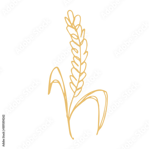 Hand drawn cereal wheat oat rye barley rice ears spikelet clipart Organic wheat bread agriculture farming harvest healthy food Single element for print packaging label design decor