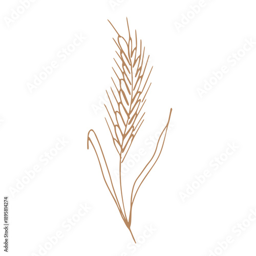 Hand drawn cereal wheat oat rye barley rice ears spikelet clipart Organic wheat bread agriculture farming harvest healthy food Single element for print packaging label design decor