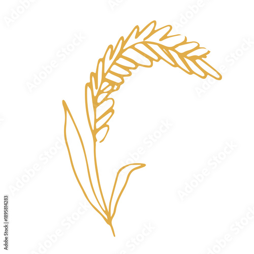 Hand drawn cereal wheat oat rye barley rice ears spikelet clipart Organic wheat bread agriculture farming harvest healthy food Single element for print packaging label design decor