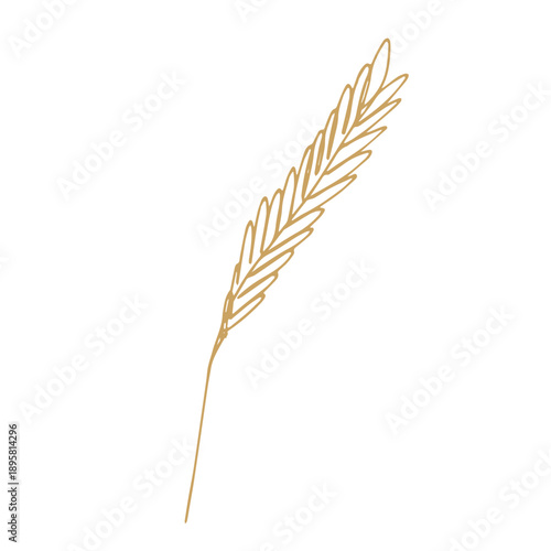 Hand drawn cereal wheat oat rye barley rice ears spikelet clipart Organic wheat bread agriculture farming harvest healthy food Single element for print packaging label design decor