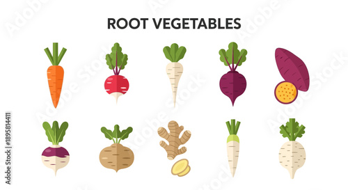 Illustration of ten different root vegetables arranged in two rows