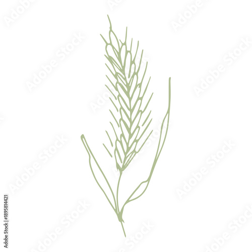 Hand drawn cereal wheat oat rye barley rice ears spikelet clipart Organic wheat bread agriculture farming harvest healthy food Single element for print packaging label design decor