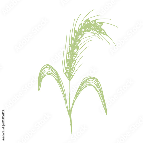 Hand drawn cereal wheat oat rye barley rice ears spikelet clipart Organic wheat bread agriculture farming harvest healthy food Single element for print packaging label design decor