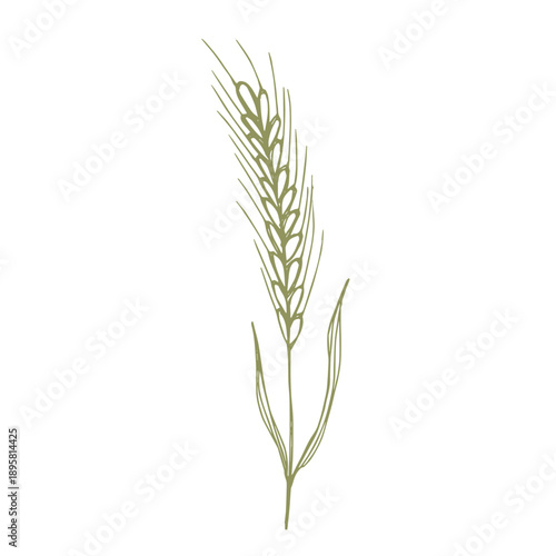 Hand drawn cereal wheat oat rye barley rice ears spikelet clipart Organic wheat bread agriculture farming harvest healthy food Single element for print packaging label design decor