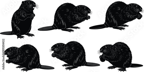 Beaver silhouette pose set with detailed fur texture, black and white vector wildlife illustration collection for natural design projects