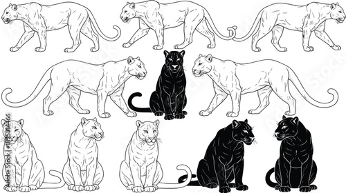 Big cat and black panther pose set featuring cougar and puma line art isolated on white background vector illustration collection