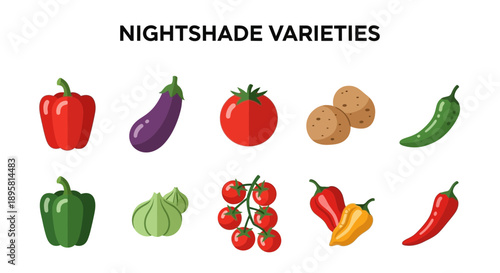 Illustration of various nightshade vegetable varieties on a white background