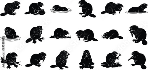 Black and white beaver silhouette set with swimming, eating and working poses, cute rodent wildlife vector illustration isolated on white background