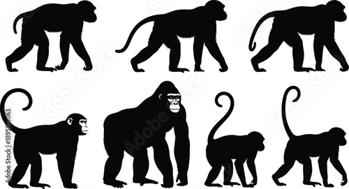 Monkey and ape silhouette pose collection with primate walking stances, black and white vector wildlife illustrations for design use