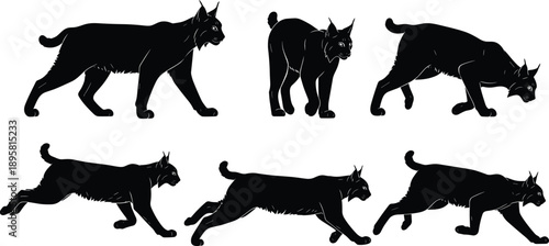 Black and white lynx silhouette set with walking stalking and running poses, powerful wild cat wildlife vector illustration isolated on white background