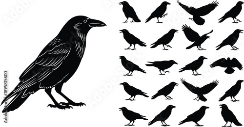 Raven and crow silhouette set with multiple flying and standing poses isolated on white background black vector illustration for wildlife design