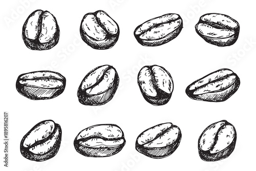 Set of hand drawn fresh roasted coffee bean Arabica robusta seed doodle Single element for design print packaging label decor
