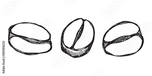 Set of hand drawn fresh roasted coffee bean Arabica robusta seed doodle Single element for design print packaging label decor