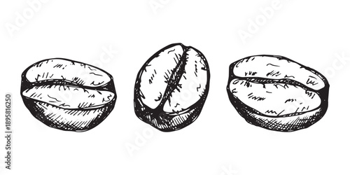 Set of hand drawn fresh roasted coffee bean Arabica robusta seed doodle Single element for design print packaging label decor