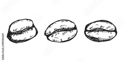 Set of hand drawn fresh roasted coffee bean Arabica robusta seed doodle Single element for design print packaging label decor