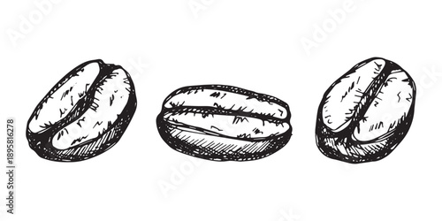Set of hand drawn fresh roasted coffee bean Arabica robusta seed doodle Single element for design print packaging label decor