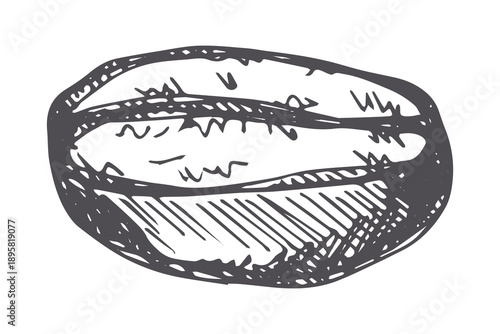 Hand drawn fresh roasted coffee bean Arabica robusta seed doodle Single element for print, web, design, decor