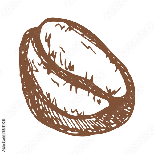 Hand drawn fresh roasted coffee bean Arabica robusta seed doodle Single element for print, web, design, decor