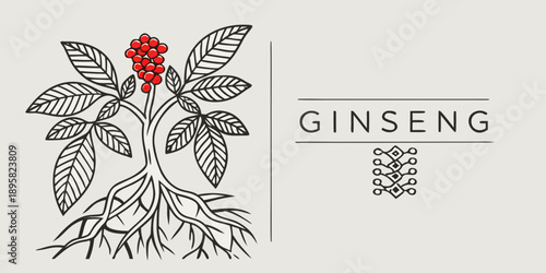 Detailed botanical illustration of ginseng plant with roots and red berries