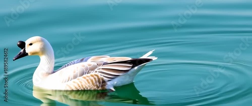 Wallpaper Mural Graceful Swan Glides on Turquoise Water, Serene Nature Scene Torontodigital.ca