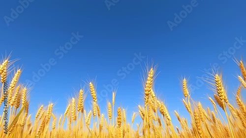 Wallpaper Mural Golden Wheat Field Under a Vibrant Blue Sky: Nature's Bounty Torontodigital.ca